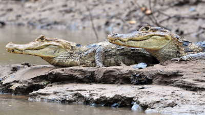 Spectacled caimans