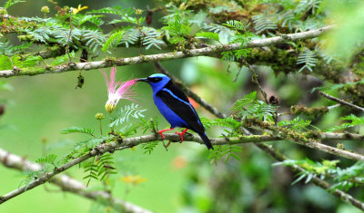 Red-legged honeycreeper