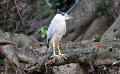 Black-crowned night heron