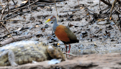 Gray-necked wood rail