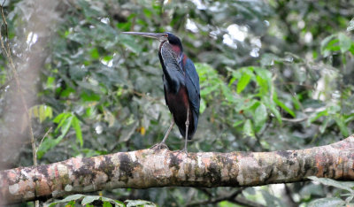 Agami heron