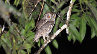 Pacific screech owl