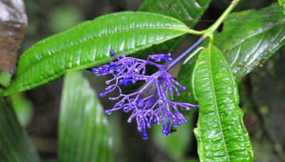 Purple flowered shrub at Heliconias Lodge