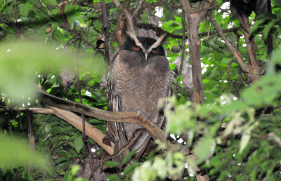 Crested owl