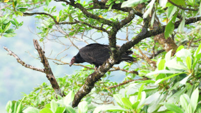 Turkey vulture