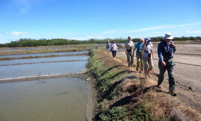 Salt farm birding