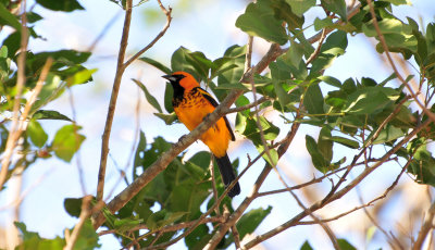 Spot-breasted oriole