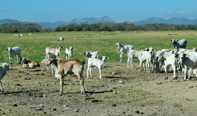 Hacienda Solimar cattle