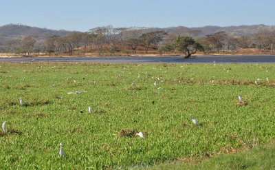 Cattle egrets at Hacienda Solimar