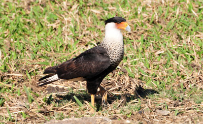 Crested caracara