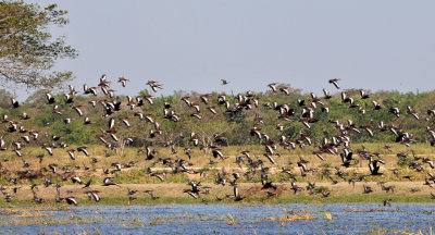 Black-bellied whistling ducks
