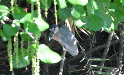 Boat-billed heron
