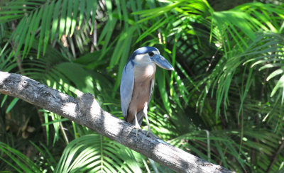 Boat-billed heron