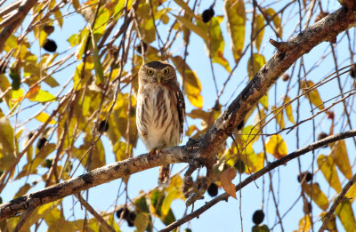 Ferruginous pygmy-owl