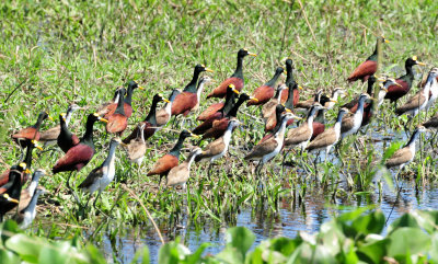 Jacanas
