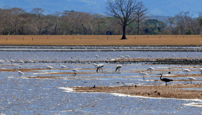 Hacienda Solimar waders