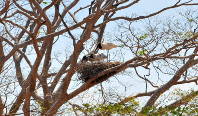 Jabiru nest