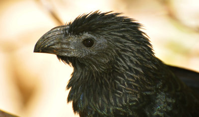 Groove-billed ani