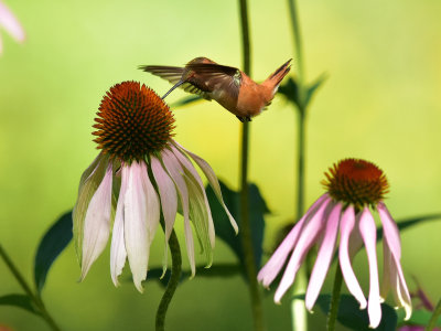 Rufous hummingbird 4 August 2015
