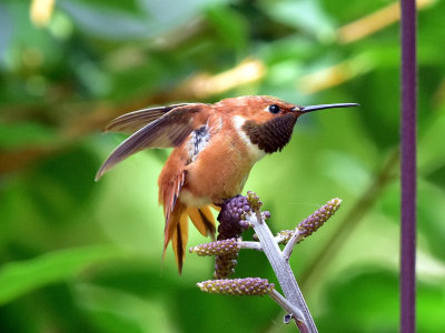 Rufous hummingbird 9 August 2015