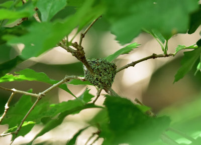 Ruby-throated Hummingbird nest