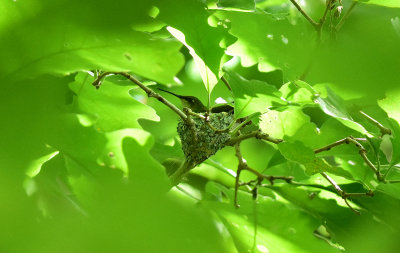 Mother on nest July 22