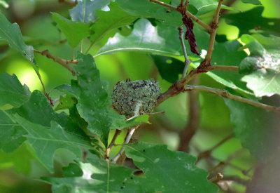 Young in nest August 15 (note beaks pointed up)