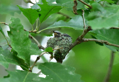Young in nest August 18