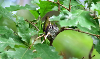 Mother feeding young August 24