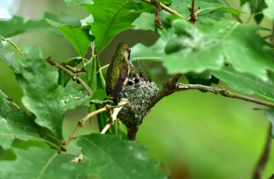 Mother feeding young August 24