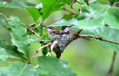 Young in nest August 25