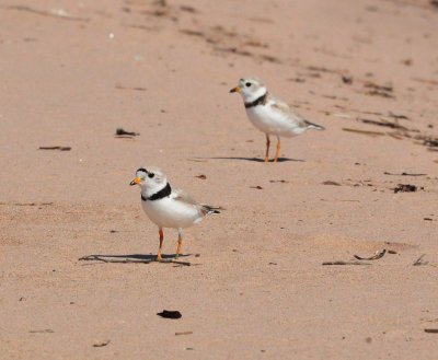 Piping Plover pair