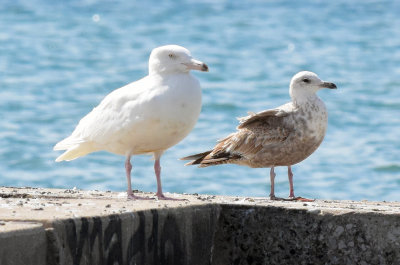 Glaucous gull Sheboygan 21 May 2015