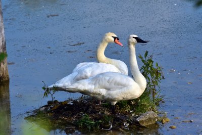 Mute and  Trumpeter swans