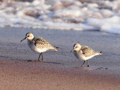 Sanderlings