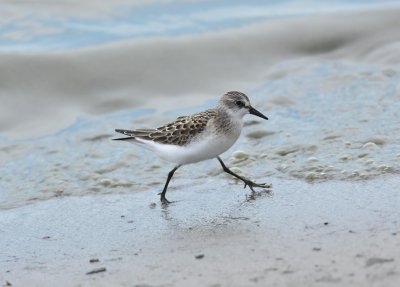 Semipalmated sandpiper