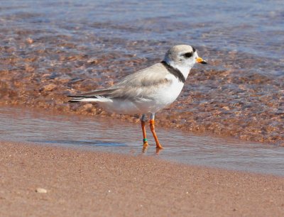 Piping Plover Male 