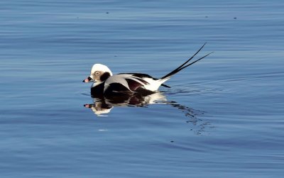 Long-tailed duck