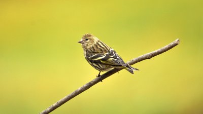 Pine siskin