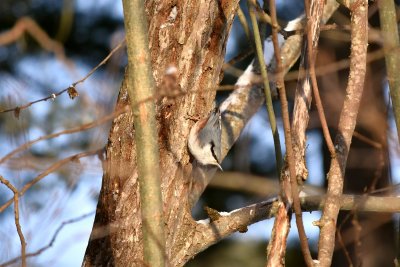 Nuthatch