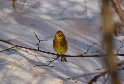 Yellowhammer