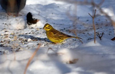 Yellowhammer