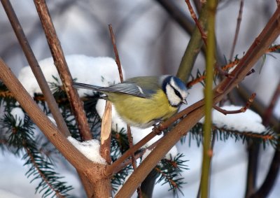 Blue tit