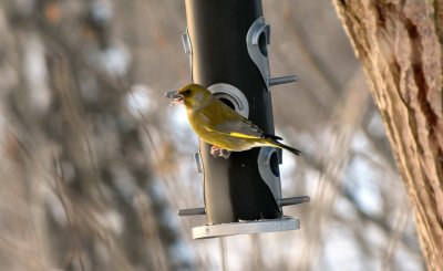 Greenfinch