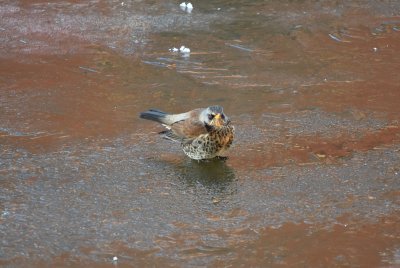 Fieldfare