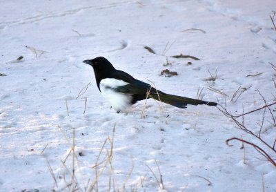Eurasian magpie