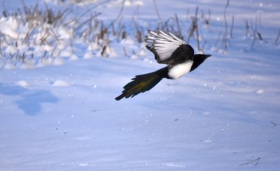 Eurasian magpie