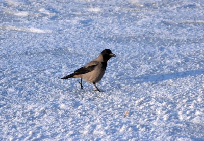 Hooded crow