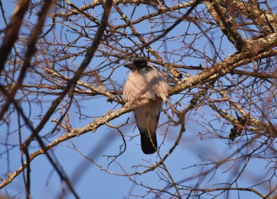 Hooded crow
