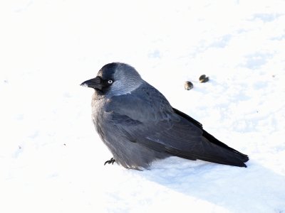 Jackdaw